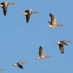 datos curiosos de las aves