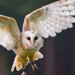 datos curiosos de las aves
