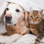 Los gatos son más inteligentes que los perros