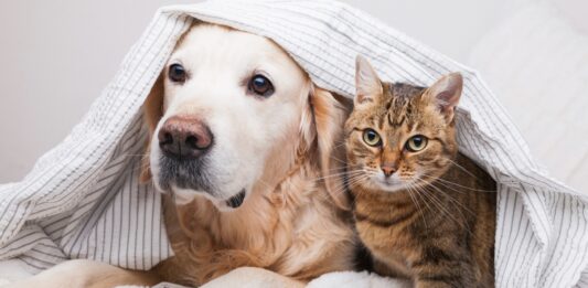 ¿Los gatos son más inteligentes que los perros? | Lo que dice la ciencia Los gatos son más inteligentes que los perros