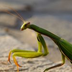 mantis religiosa 1