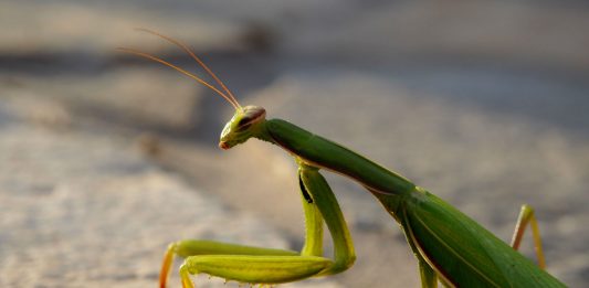 Mantis religiosa. ¿Qué sabes de estos animales? mantis religiosa