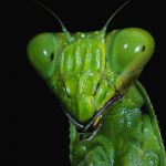 mantis religiosa 2