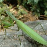 mantis religiosa 3