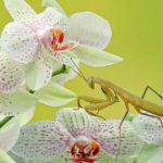 mantis religiosa 4