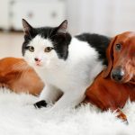 ¿Son más inteligentes los perros o los gatos? La ciencia responde