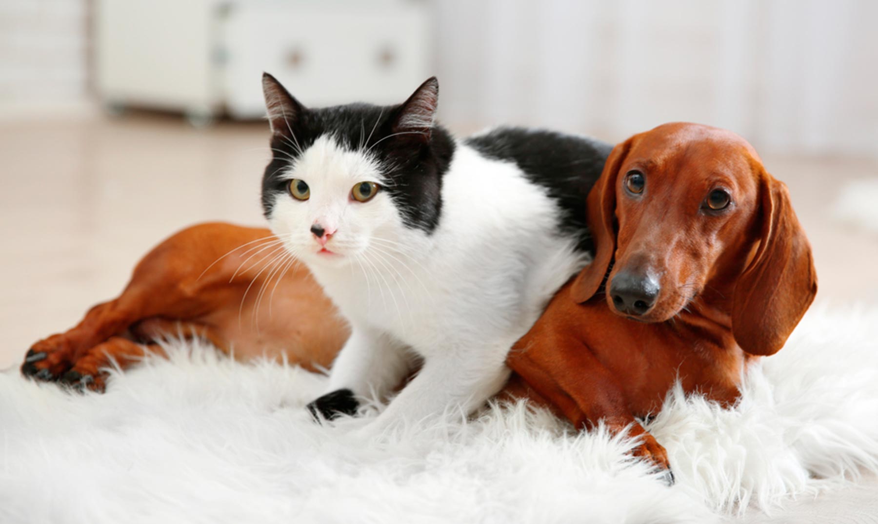 ¿son Más Inteligentes Los Perros O Los Gatos La Ciencia Responde