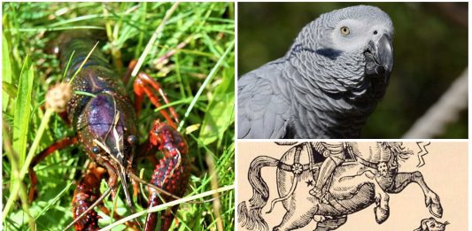 4 personajes famosos y sus increíbles mascotas