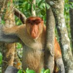 Animales más feos del mundo. Supercurioso.