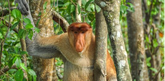 Animales más feos del mundo. Supercurioso.