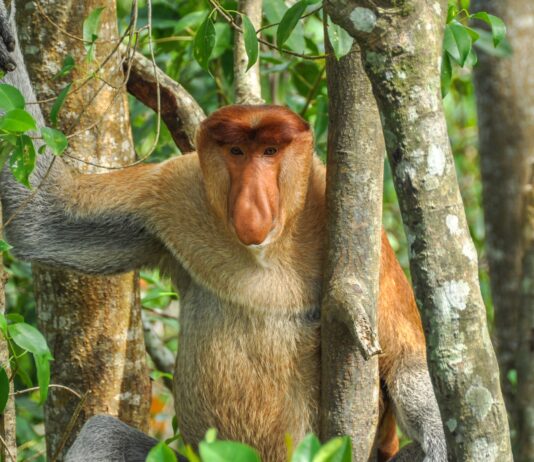 Animales más feos del mundo. Supercurioso.