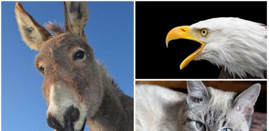 Sonidos de Animales. ¿Sabrías llamarlos por su nombre? Apréndelos