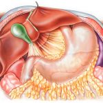 Partes del cuerpo no necesarias para seguir viviendo