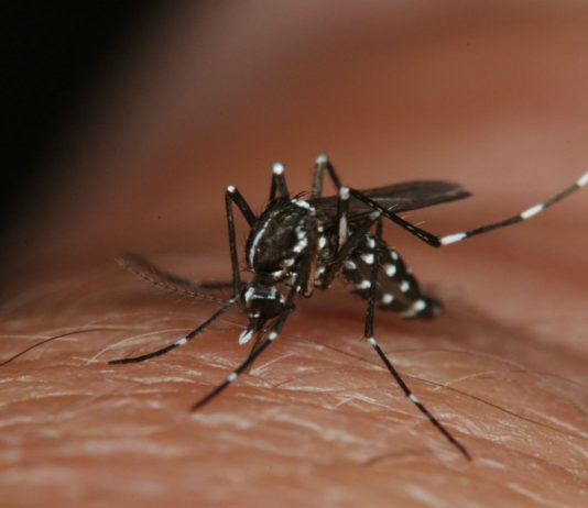 ¿Puede el Zika combatir el tumor cerebral más común y agresivo? ¿Puede el Zika combatir el tumor cerebral más común y agresivo?