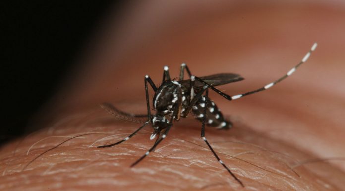 ¿Puede el Zika combatir el tumor cerebral más común y agresivo?