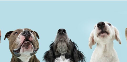 30 Datos Curiosos de los Perros | Curiosidades del gran amigo del hombre aullidos de los perros