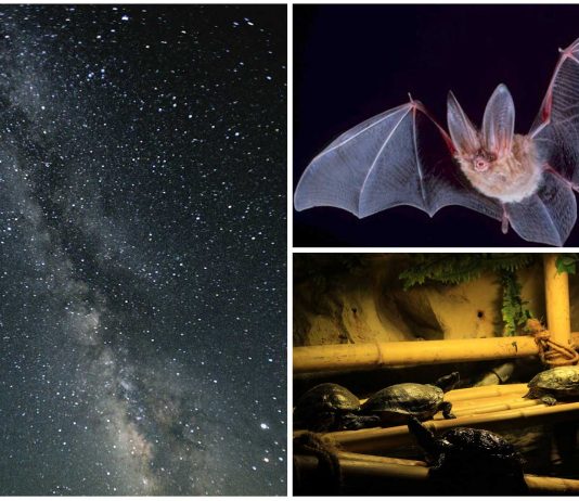 5 terribles efectos que no sabías de la contaminación lumínica