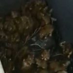 El estremecedor vídeo del contenedor lleno de ratas en París y la polémica