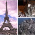 El estremecedor vídeo del contenedor lleno de ratas en París y la polémica
