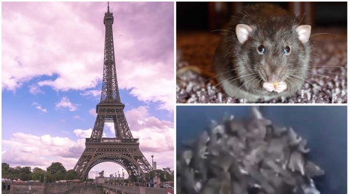 El estremecedor vídeo del contenedor lleno de ratas en París y la polémica