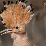 curiosidades de países, abubilla, animal nacional de Israel
