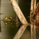 ¿Qué sabes de la infancia de Tesla? ¡Ya era un genio!