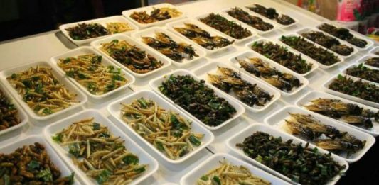 Insectos comestibles. ¿Cuáles son? ¿Cómo se preparan? insectos comestibles