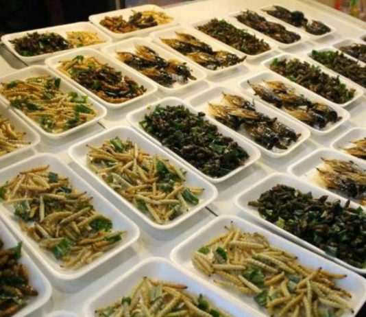 insectos comestibles