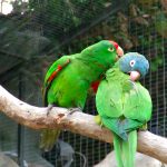 loros que hablan 1