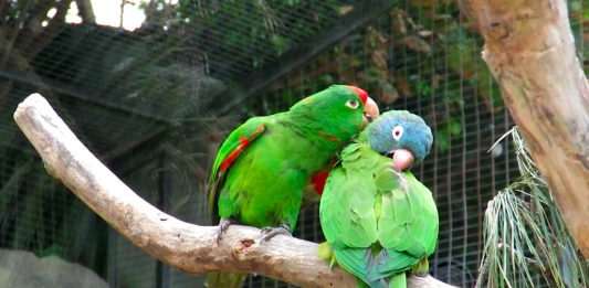 Loros que hablan y otras aves parlanchinas | ¿Cuáles son? loros que hablan