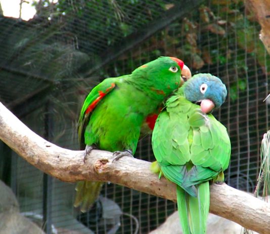 Loros que hablan y otras aves parlanchinas | ¿Cuáles son? loros que hablan