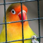 loros que hablan 2