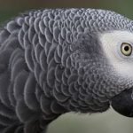 loros que hablan 3