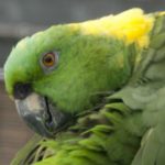 loros que hablan 4