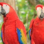 loros que hablan 5