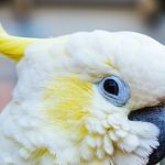 loros que hablan 6