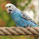 loros que hablan 7