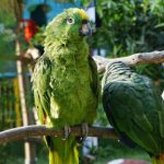 loros que hablan 8