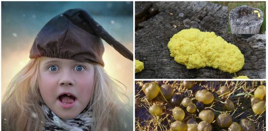 El nostoc, la mantequilla de brujas y la jalea de trol El nostoc, la mantequilla de brujas y la jalea de trol