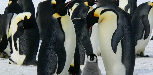El triste fin del Pingüino Emperador. ¿Qué le espera?