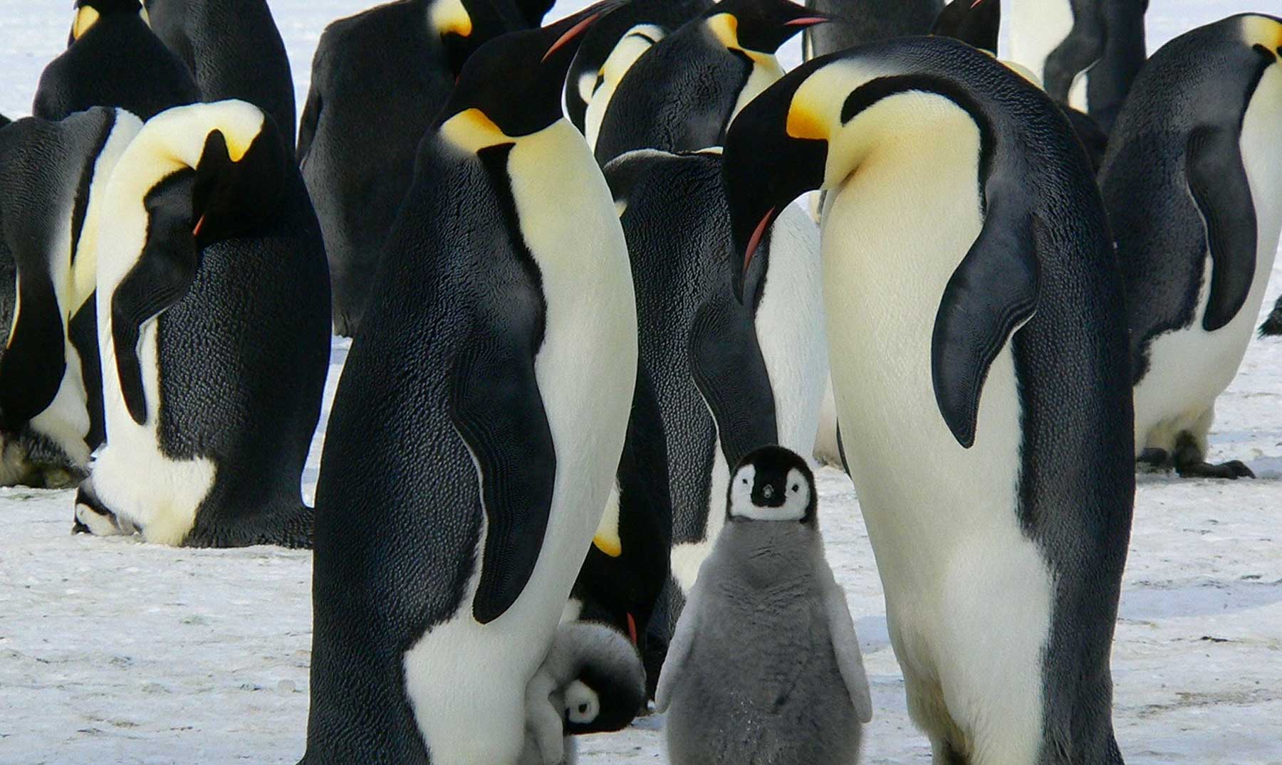 El triste fin del Pingüino Emperador | ¿Qué le espera?
