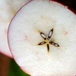 semillas de manzana