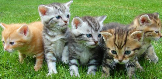 Sonidos de gatos. ¿Cómo interpretarlos? ¿Qué intentan decirte? sonidos de gatos