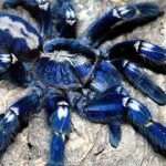 Poecilotheria metallica, la alucinante y bella tarántula azul
