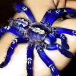 Poecilotheria metallica, la alucinante y bella tarántula azul