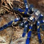 Poecilotheria metallica, la alucinante y bella tarántula azul