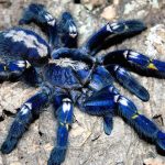 Poecilotheria metallica, la alucinante y bella tarántula azul