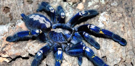Poecilotheria metallica, la alucinante y bella tarántula azul