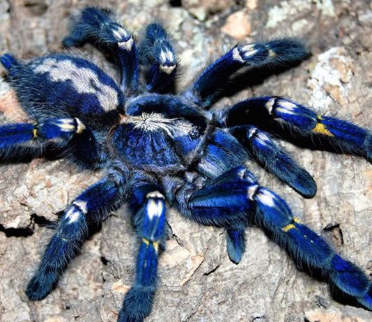 Poecilotheria metallica, la alucinante y bella tarántula azul