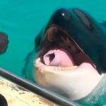 La-primera-orca-que-habla-humano-O-al-menos-nos-imita-muy-bien